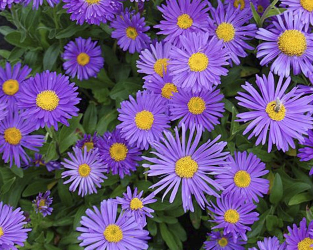 Астра альпийская Дункле Шёне (Aster alpinus 'Dunkle Schone')