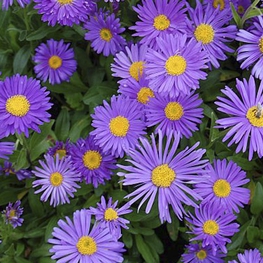 Астра альпийская Дункле Шёне (Aster alpinus 'Dunkle Schone')