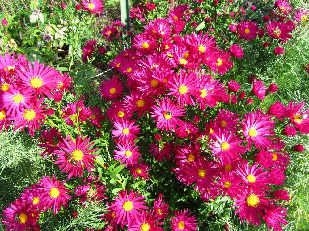 Астра новобельгийская Кримсон Брокейд (Aster novi-belgii 'Crimson Brocade')