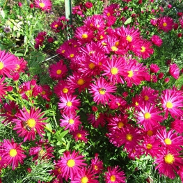Астра новобельгийская Кримсон Брокейд (Aster novi-belgii 'Crimson Brocade')