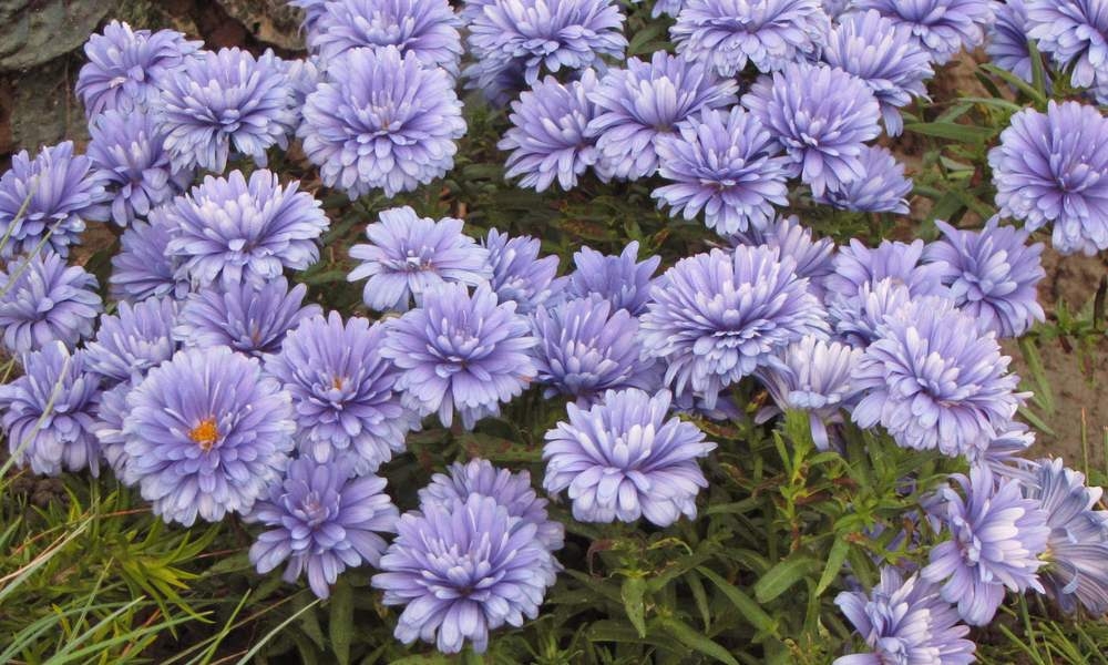 Астра новобельгийская Мари Баллард (Aster novi-belgii 'Marie Ballard')