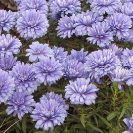 Астра новобельгийская Мари Баллард (Aster novi-belgii 'Marie Ballard')