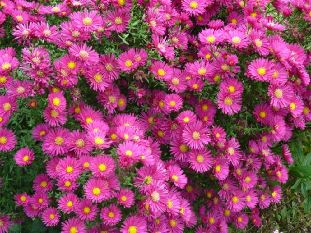 Астра новоанглийская Анденкен ан Альма (Aster novae-angliae 'Andenken an Alma')