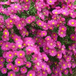 Астра новоанглийская Анденкен ан Альма (Aster novae-angliae 'Andenken an Alma')