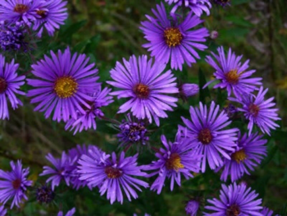 Астра новоанглийская Баррс Блю (Aster novae-angliae 'Barrs Blue')