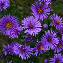 Астра новоанглийская Баррс Блю (Aster novae-angliae 'Barrs Blue')
