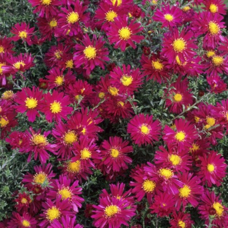 Астра новобельгийская Уинстон Черчилль (Aster novi-belgii 'Winston Churchill')