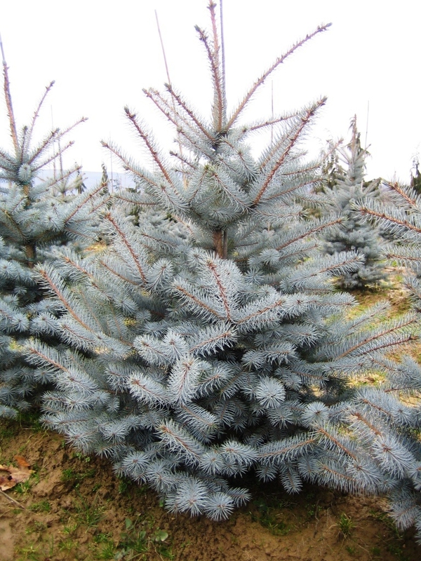 Ель колючая Эдит (Picea pungens 'Edith')