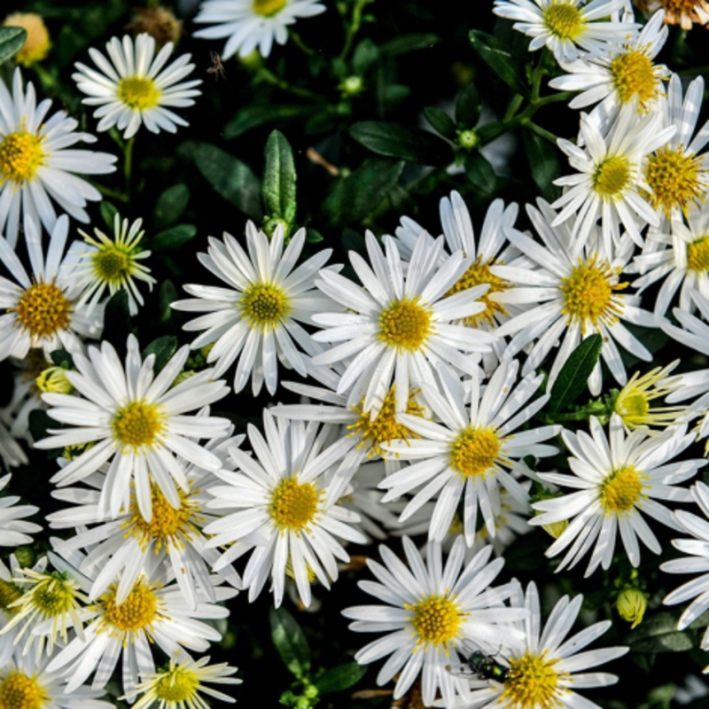 Астра кустарниковая Спрайт (Aster dumosus 'Sprite')
