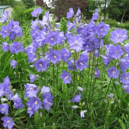Колокольчик персиколистный (Campanula persicifolia)
