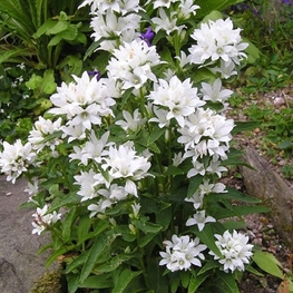 Колокольчик скученный (Campanula glomerata)