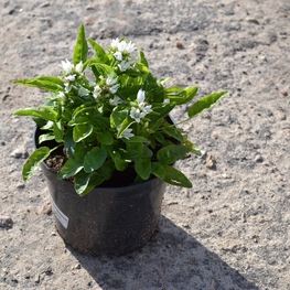 Колокольчик скученный (Campanula glomerata)