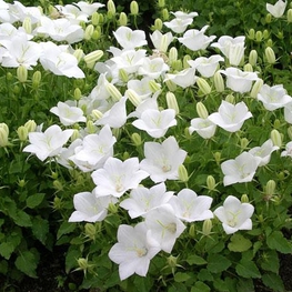 Колокольчик карпатский Вайсс Клипс (Campanula carpatica 'Weisse Clips')