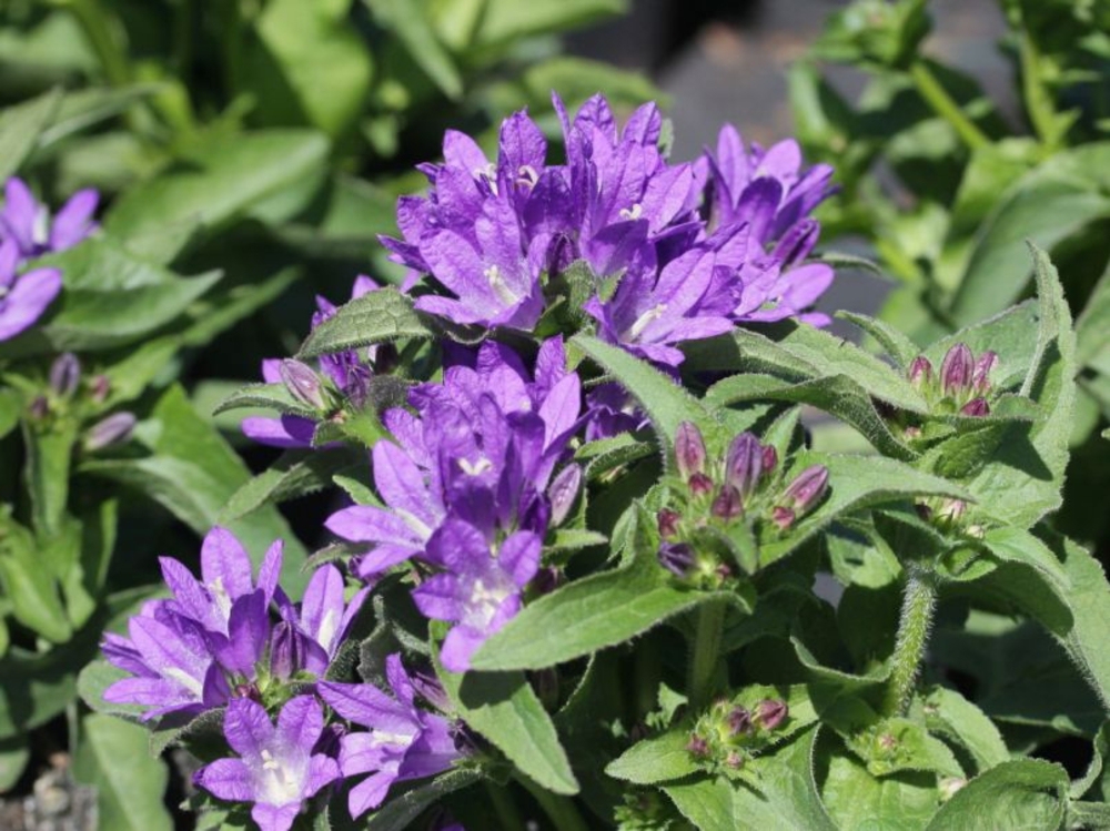 Колокольчик скученный Беллефлёр Блю (Campanula glomerata 'Bellefleur Blue')