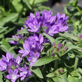 Колокольчик скученный Беллефлёр Блю (Campanula glomerata 'Bellefleur Blue')