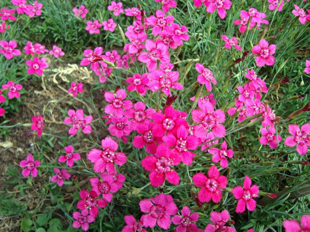 Гвоздика травянка (Dianthus deltoides)