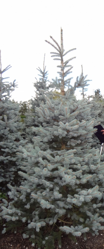 Ель колючая Хупси (Picea pungens 'Hoopsii')