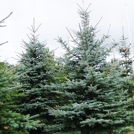 Ель колючая Хупси (Picea pungens 'Hoopsii')