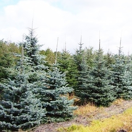 Ель колючая Хупси (Picea pungens 'Hoopsii')