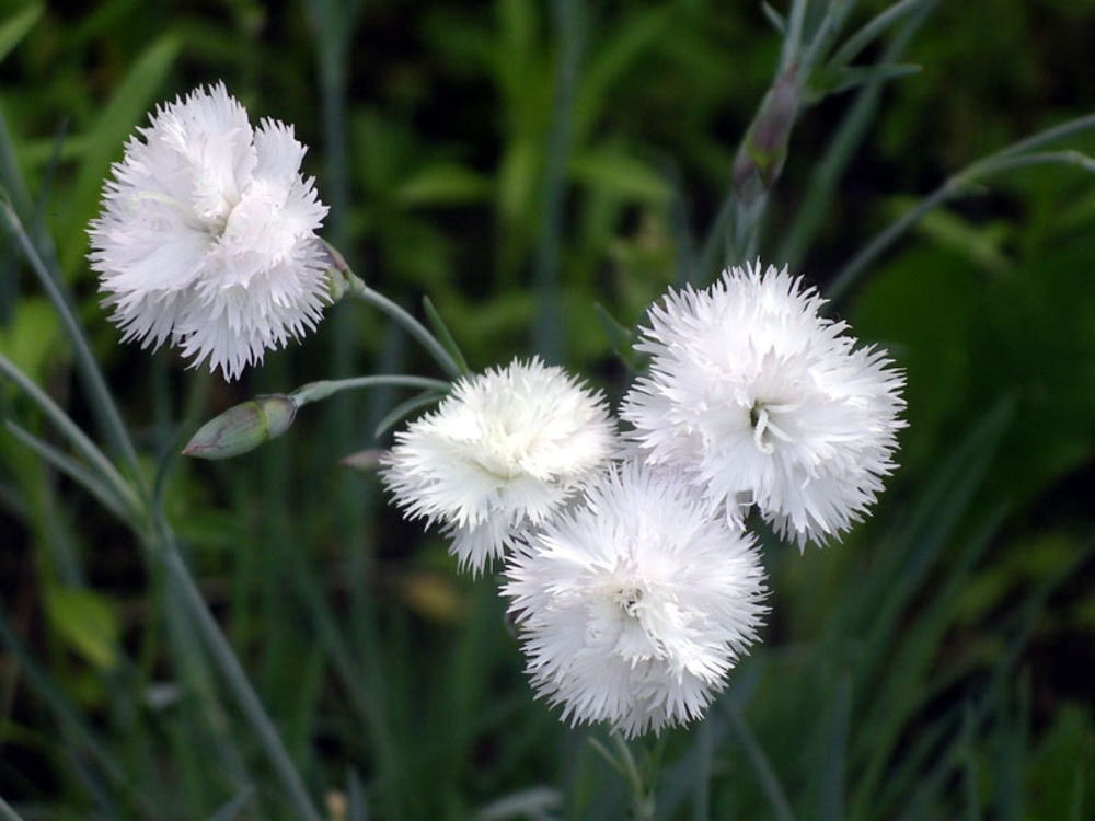 Гвоздика перистая Хейтор Уайт (Dianthus plumarius 'Haytor White')