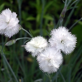 Гвоздика перистая Хейтор Уайт (Dianthus plumarius 'Haytor White')
