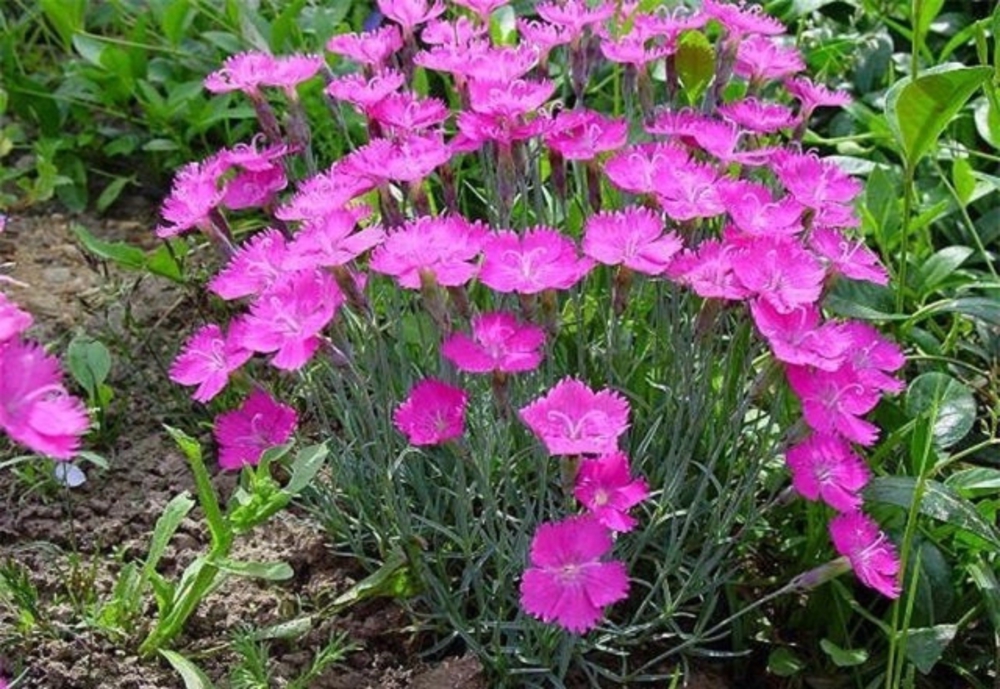 Гвоздика серовато-голубая Бадения (Dianthus gratianopolitanus 'Badenia')