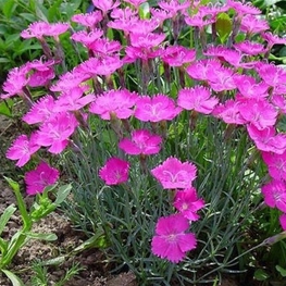 Гвоздика серовато-голубая Бадения (Dianthus gratianopolitanus 'Badenia')
