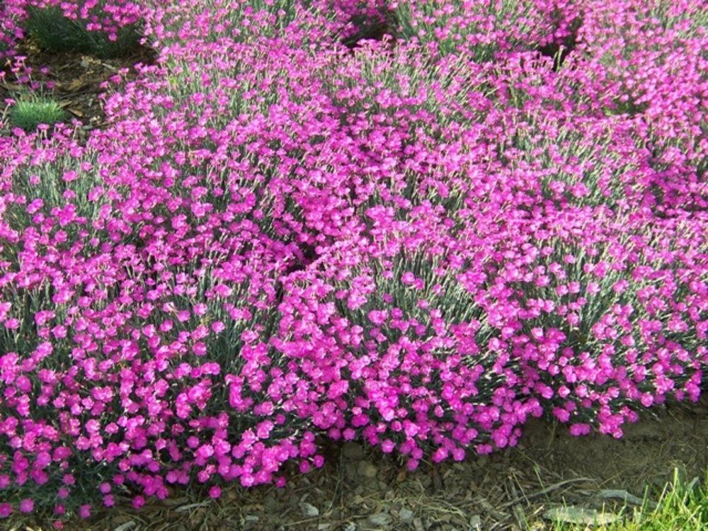Гвоздика серовато-голубая Пинк Джевел (Dianthus gratianopolitanus 'Pink Jewel')