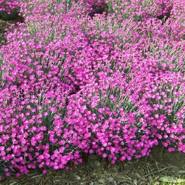 Гвоздика серовато-голубая Пинк Джевел (Dianthus gratianopolitanus 'Pink Jewel')