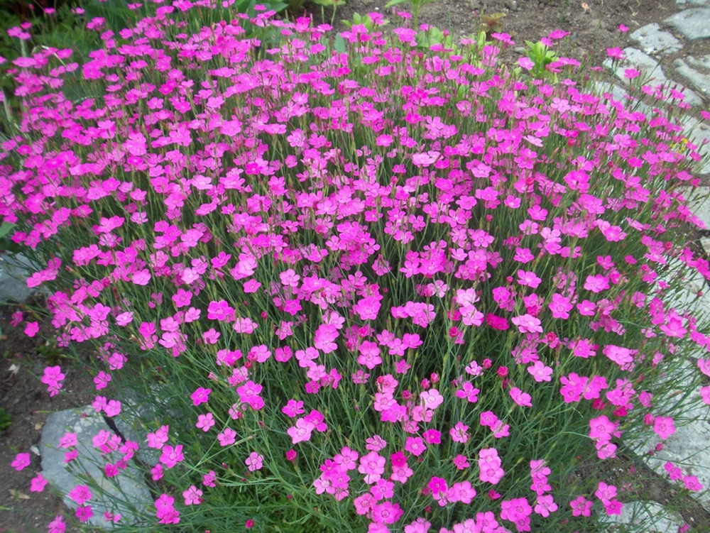 Гвоздика альпийская Роуз Стар (Dianthus alpinus 'Rose Star')