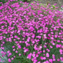 Гвоздика альпийская Роуз Стар (Dianthus alpinus 'Rose Star')