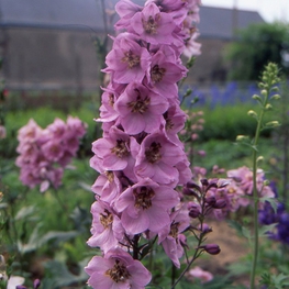 Дельфиниум Астолат (Delphinium 'Astolat')