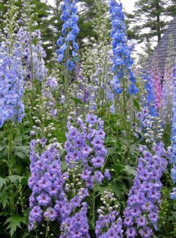 Дельфиниум Блауэр Цверг (Delphinium 'Blauer Zwerg')