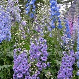 Дельфиниум Блауэр Цверг (Delphinium 'Blauer Zwerg')