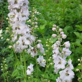 Дельфиниум Каза Бланка (Delphinium 'Casa Blanca')