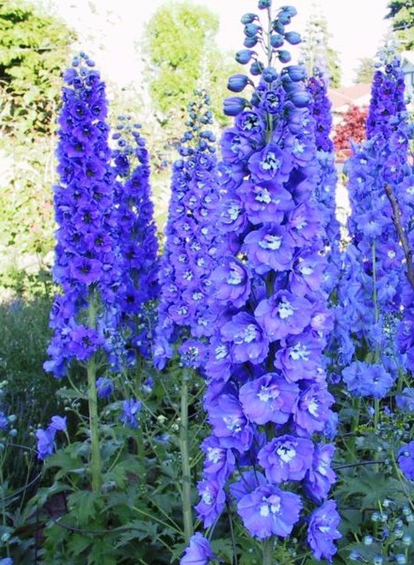 Дельфиниум гибридный Блю Донна (Delphinium x hybridum 'Blue Donna')