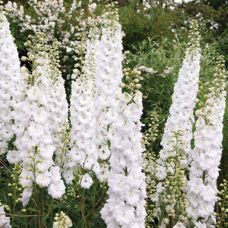 Дельфиниум гибридный Пьюр Уайт (Delphinium x hybridum 'Pure White')