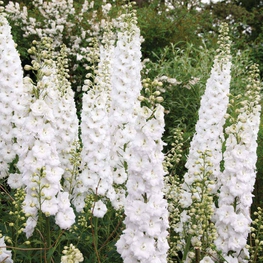 Дельфиниум гибридный Пьюр Уайт (Delphinium x hybridum 'Pure White')
