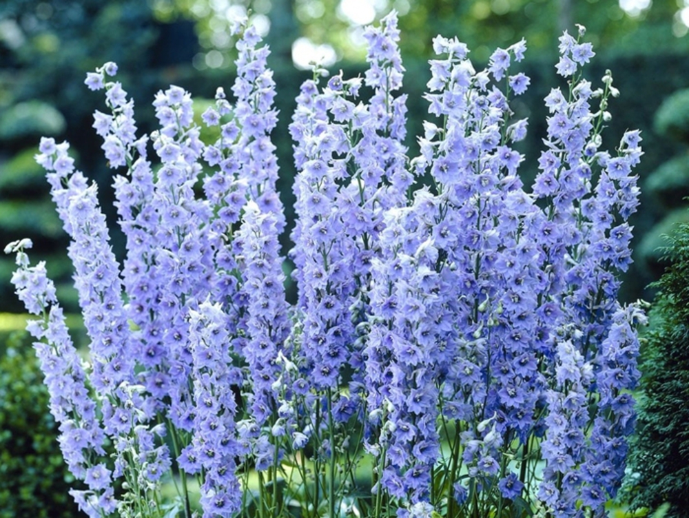 Дельфиниум Саммер Скайс (Delphinium 'Summer Skies')