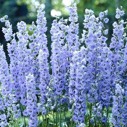 Дельфиниум Саммер Скайс (Delphinium 'Summer Skies')