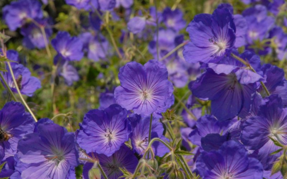 Герань гибридная Орион (Geranium x hybridum 'Orion')