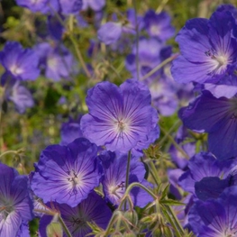 Герань гибридная Орион (Geranium x hybridum 'Orion')