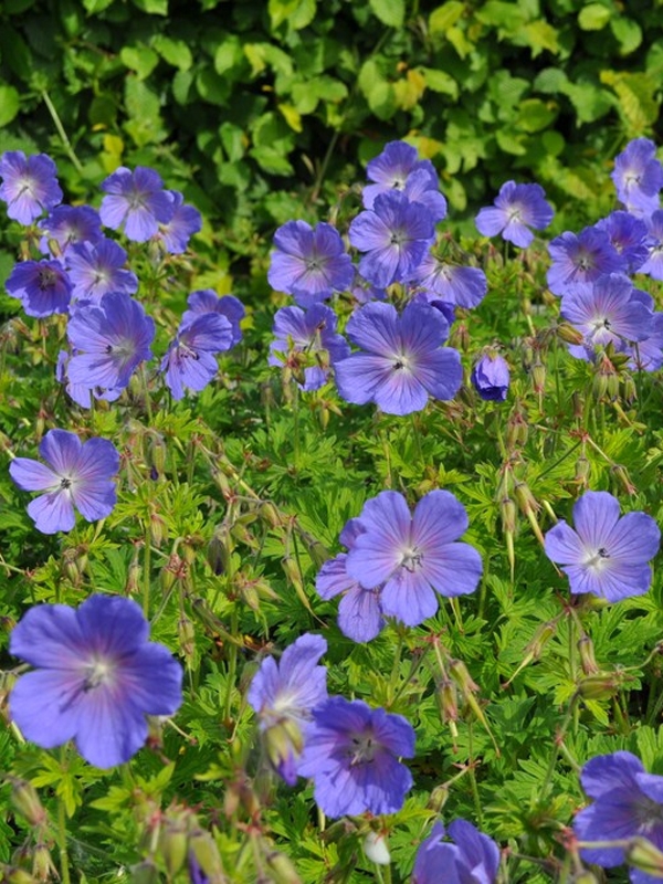 Герань гималайская Бэби Блю (Geranium himalayense 'Baby Blue')