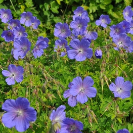 Герань гималайская Бэби Блю (Geranium himalayense 'Baby Blue')