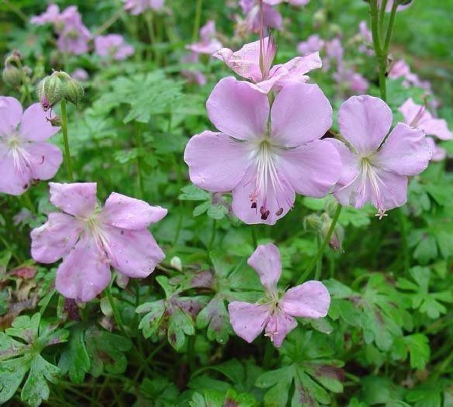 Герань далматская (Geranium dalmaticum)