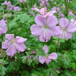Герань далматская (Geranium dalmaticum)