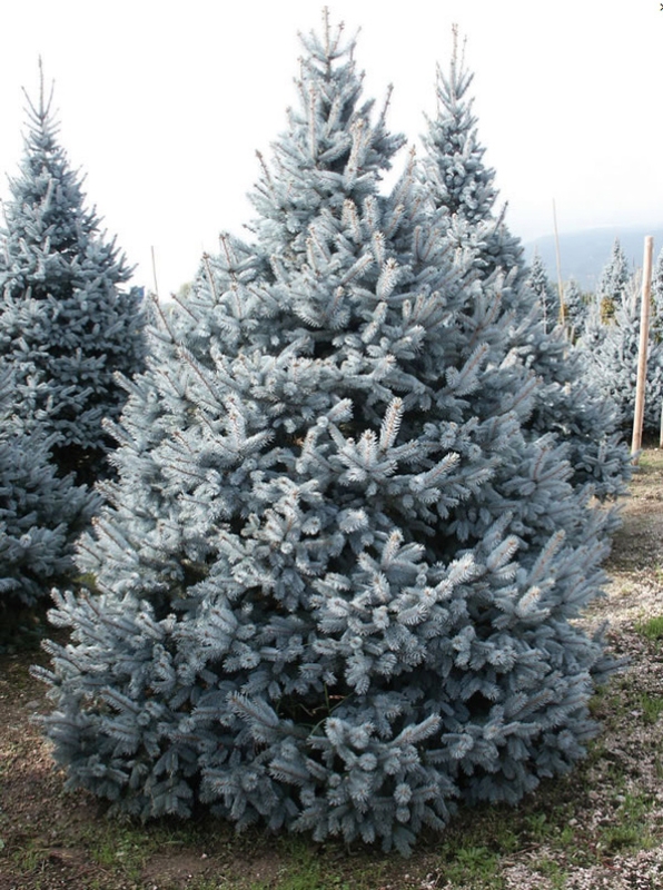 Ель колючая Костер (Picea pungens 'Koster')