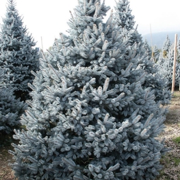 Ель колючая Костер (Picea pungens 'Koster')
