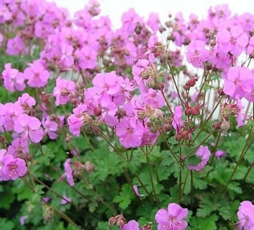 Герань кентабриджийская Кембридж (Geranium x cantabrigiense 'Cambridge')