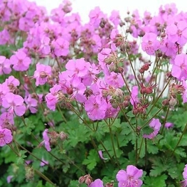 Герань кентабриджийская Кембридж (Geranium x cantabrigiense 'Cambridge')